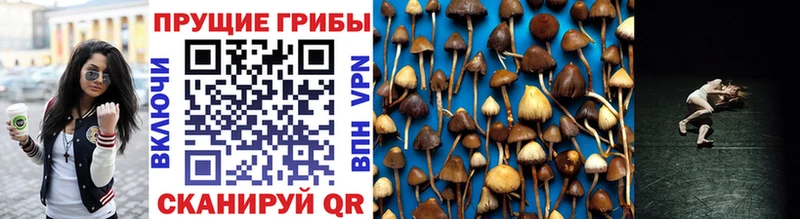 Купить Плавск Галлюциногенные грибы мухоморы
